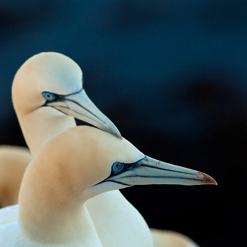 Helgoland Fotoworkshop Naturfotografie - NSG Lummenfelsen - Basstölpel