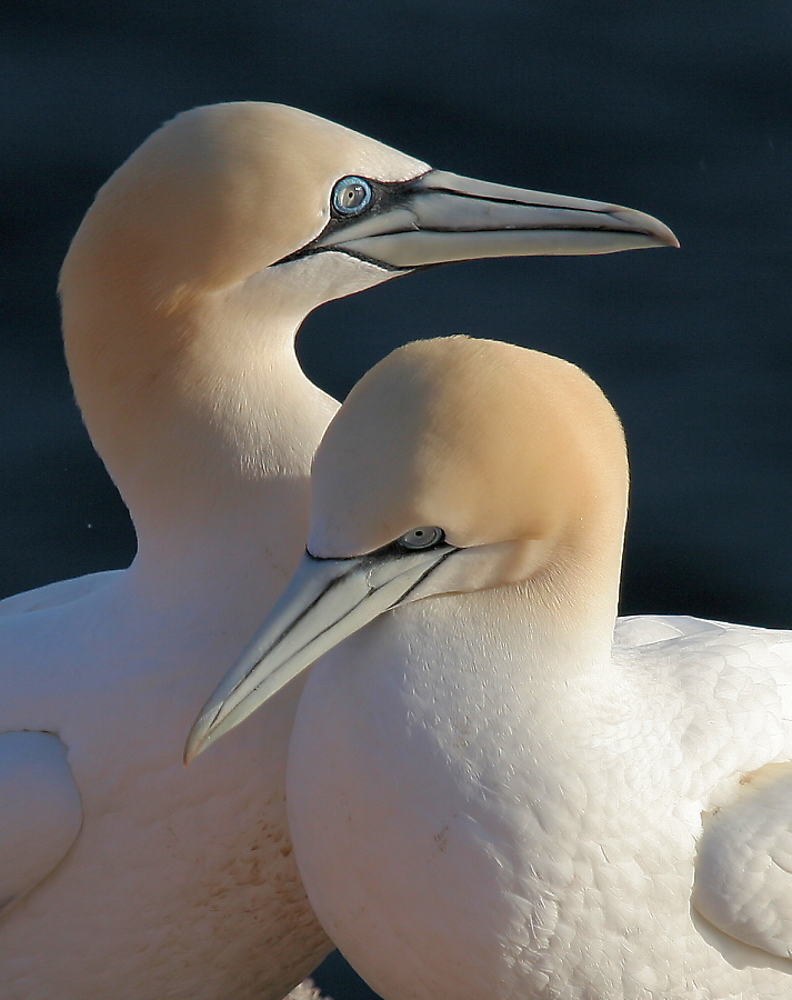 Helgoland-Fundstück