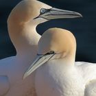 Helgoland-Fundstück