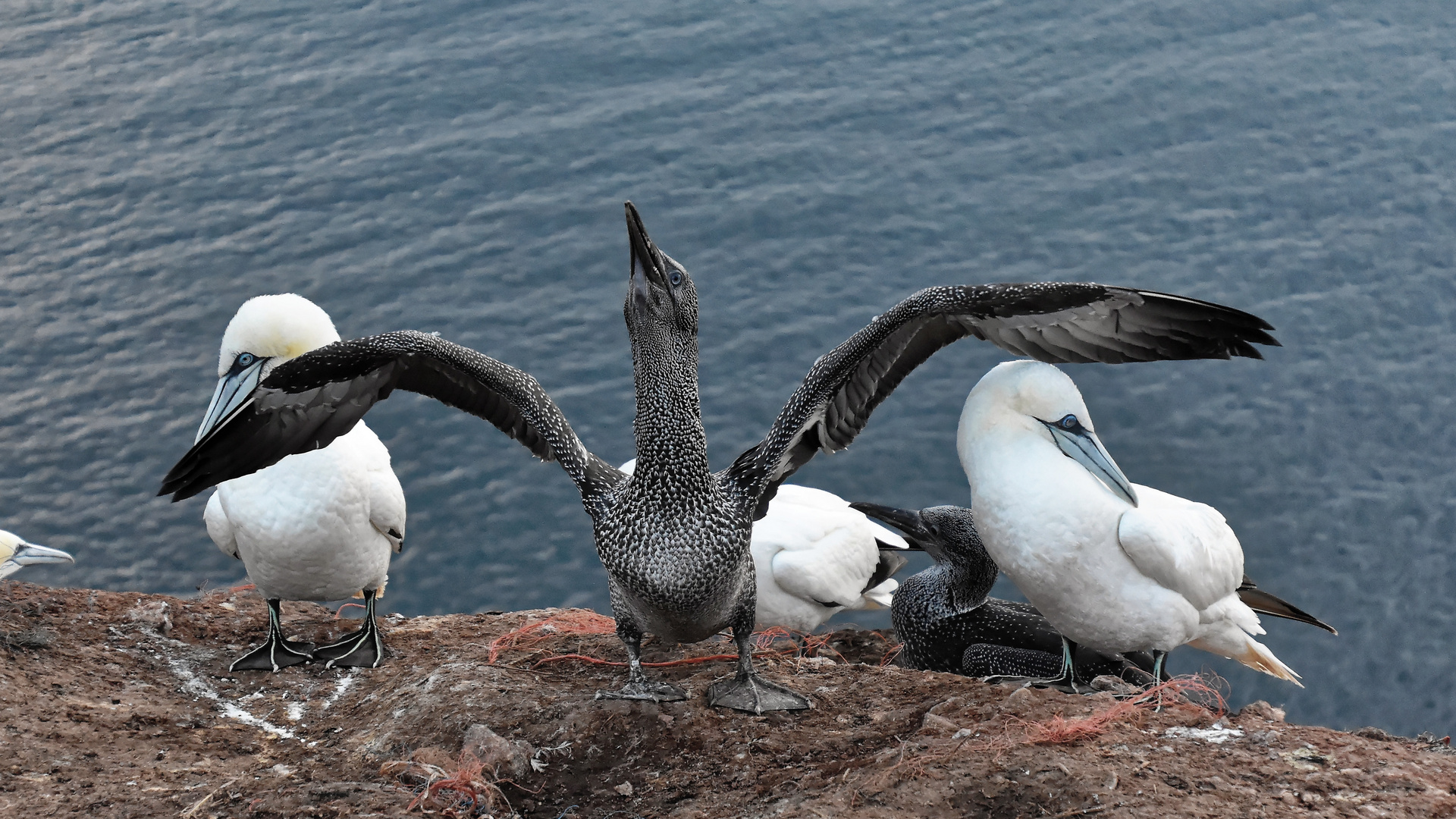 Helgoland: "Halbstarker" Basstölpel