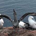 Helgoland: "Halbstarker" Basstölpel