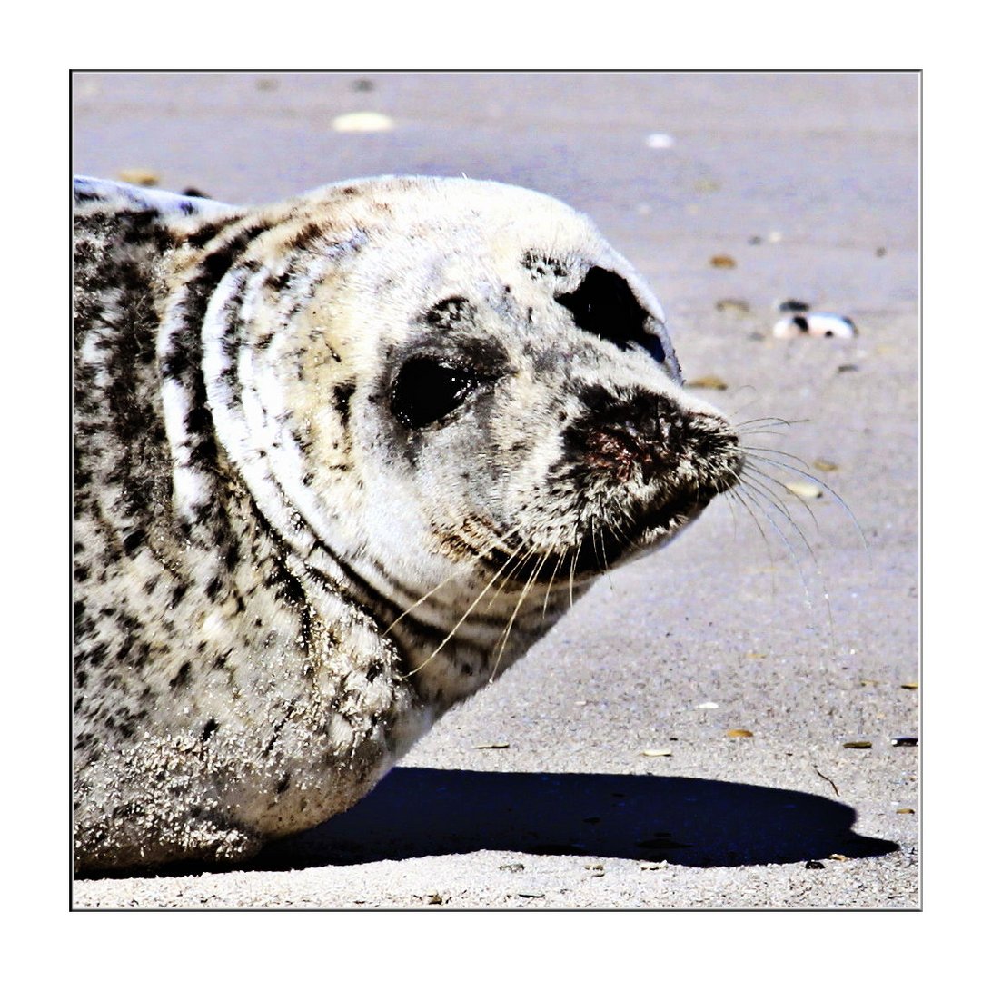 Helgoland Heuler