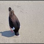 Helgoland II