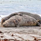 Helgoland III