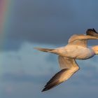 Helgoland im April 2016