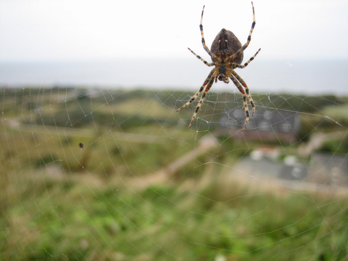 Helgoland im Netz