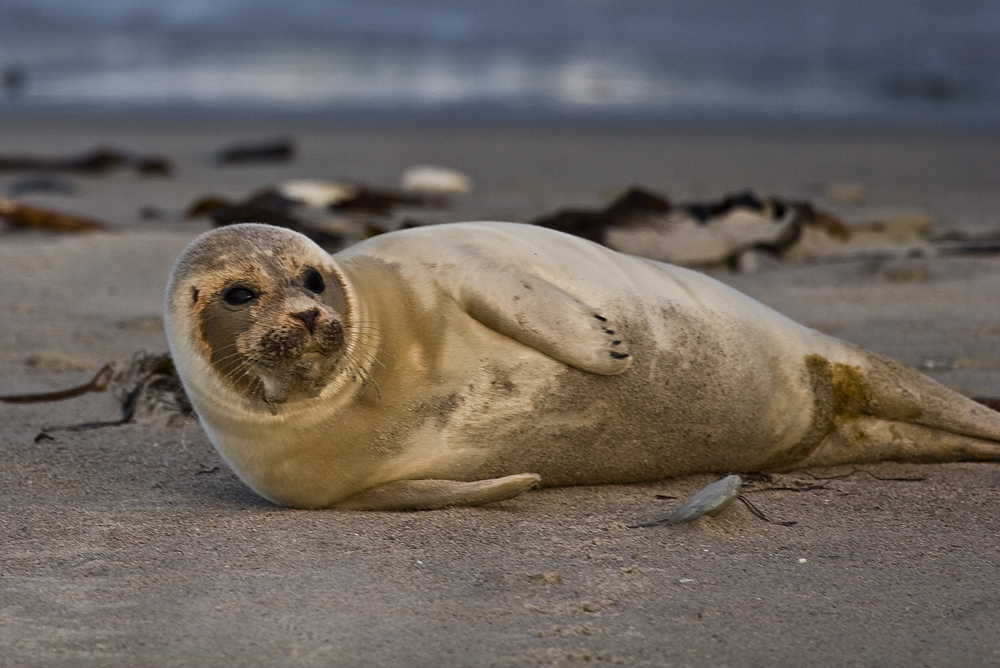 Helgoland in Januar