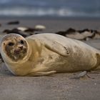 Helgoland in Januar