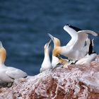 Helgoland... Insel der Verliebten...