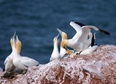 Helgoland... Insel der Verliebten...