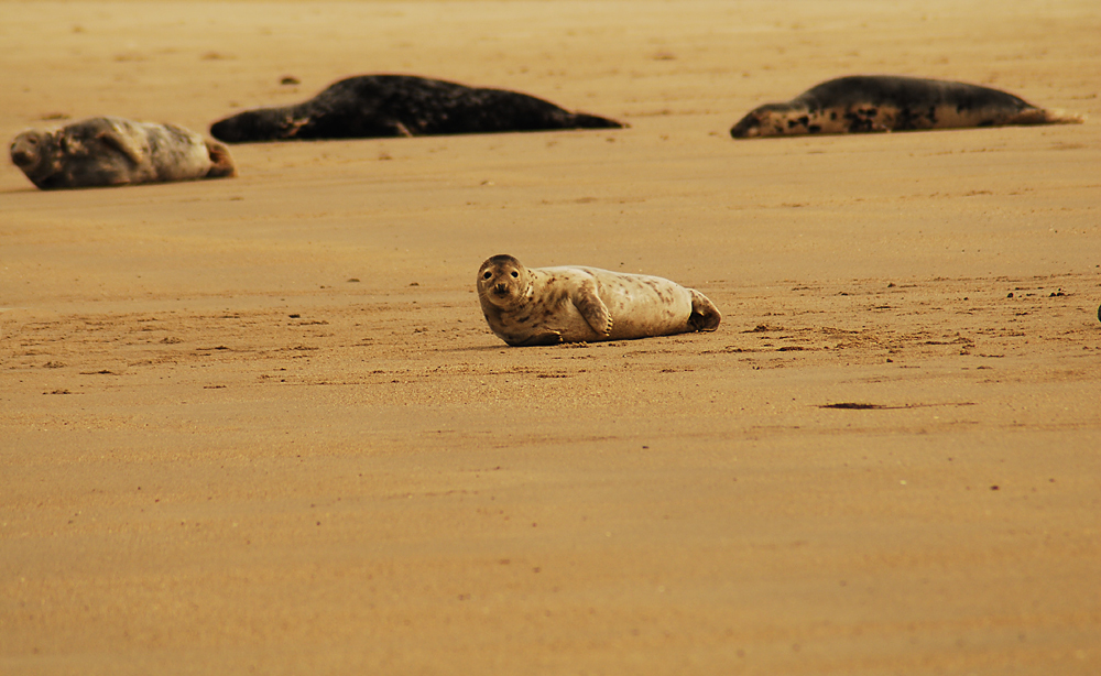 Helgoland Island Chillout Session