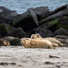 Helgoland Jährlinge in Reih und Glied, was Guckst du.