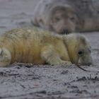 Helgoland Januar 2017