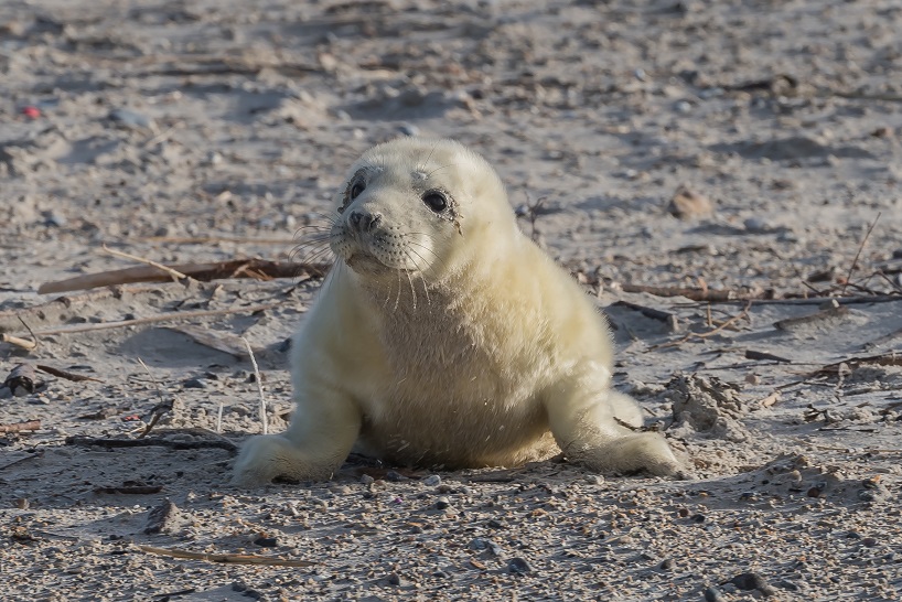 Helgoland Januar 2017