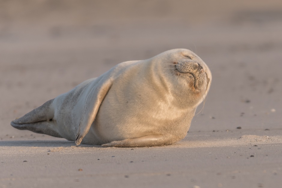 Helgoland Januar 2018 (1)