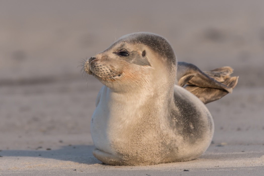 Helgoland Januar 2018 (2)