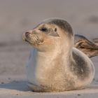 Helgoland Januar 2018 (2)