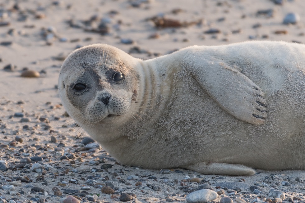 Helgoland Januar 2018 (3)