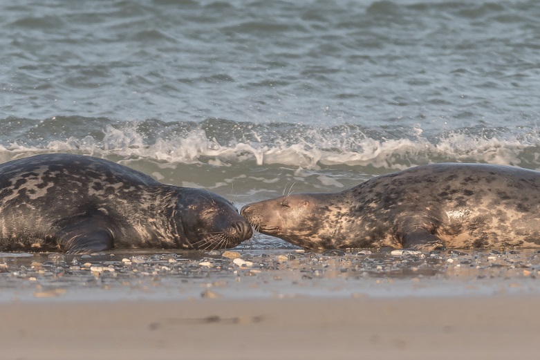 Helgoland Januar 2018 (7)