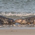 Helgoland Januar 2018 (7)