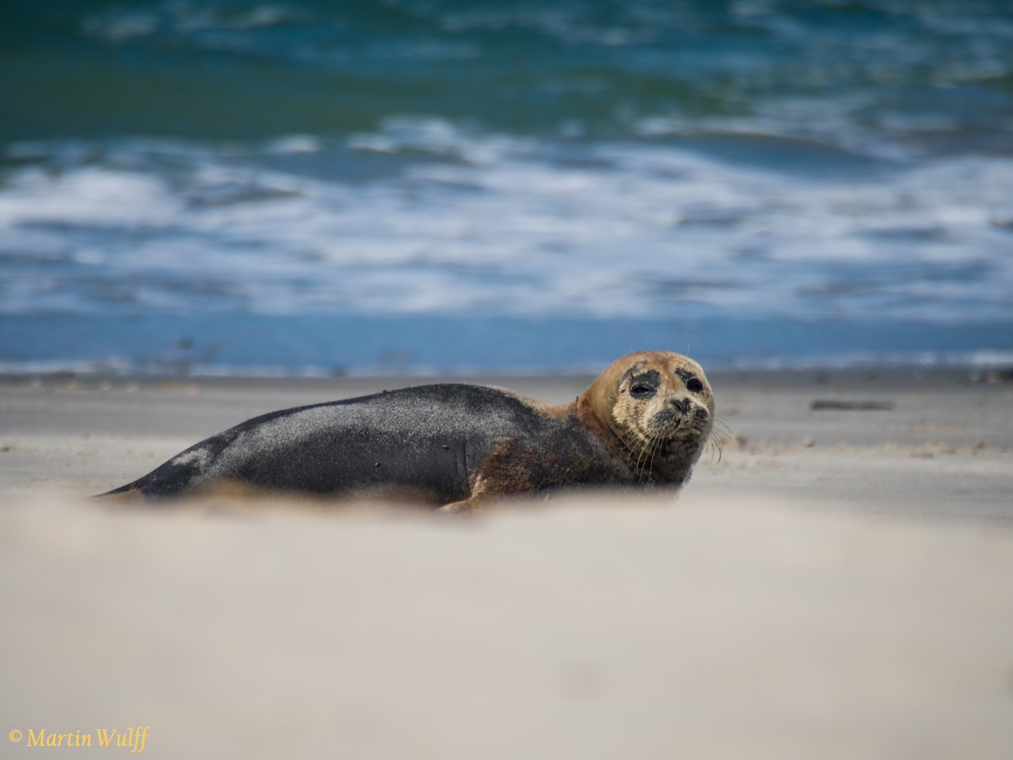 Helgoland Kegelrobbe