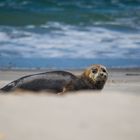 Helgoland Kegelrobbe