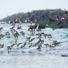 Helgoland , Limikolen im Flug 