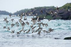 Helgoland , Limikolen im Flug 