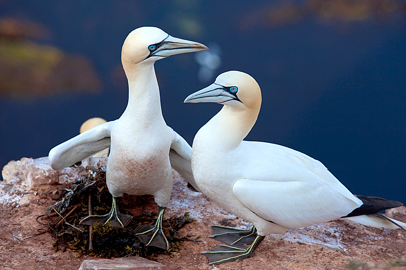 Helgoland - Lummenfelsen - Brütende Basstölpel