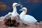 Helgoland - Lummenfelsen - Brütende Basstölpel von Niederrhein Foto 