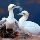 Helgoland - Lummenfelsen - Brütende Basstölpel