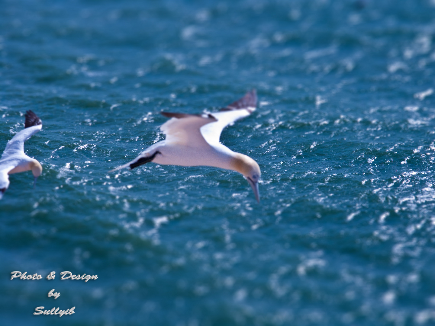 Helgoland Möve miniatureffekt