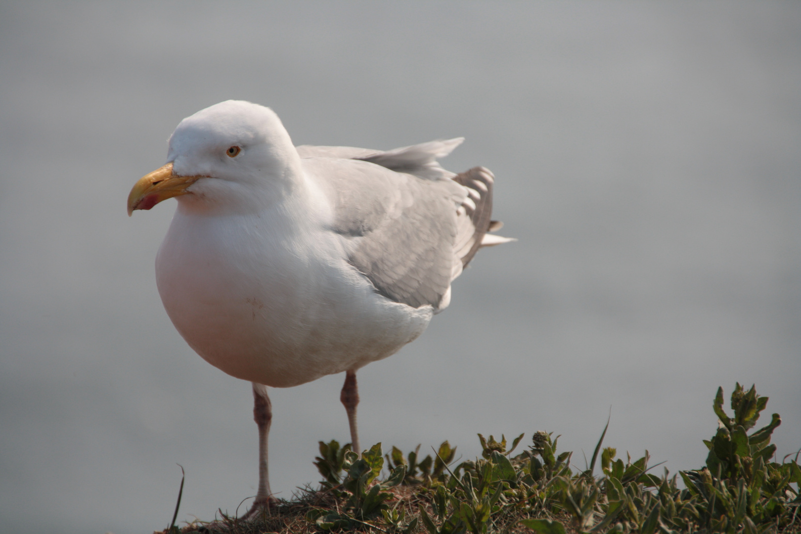 Helgoland-Möwe