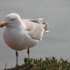 Helgoland-Möwe