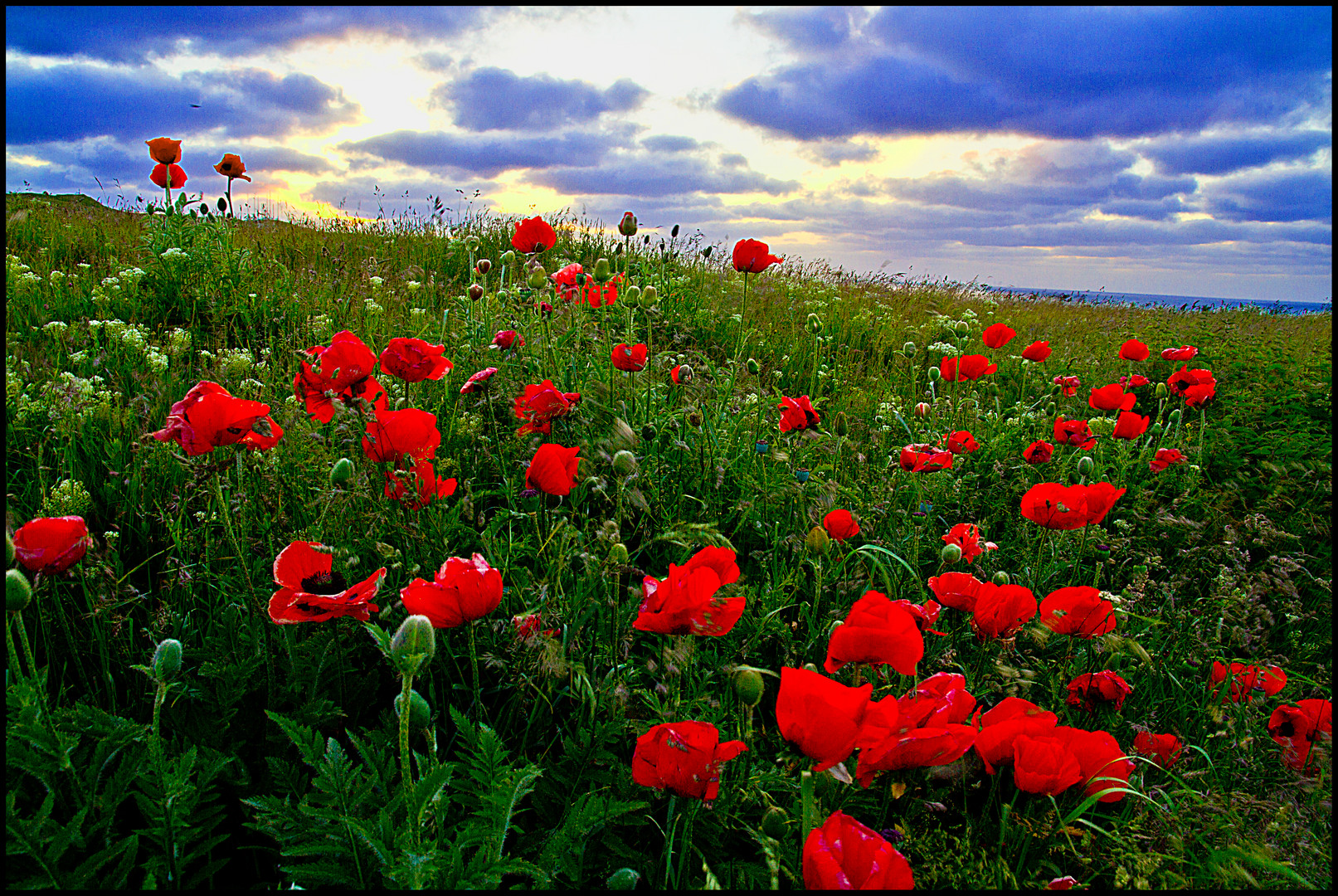 Helgoland - Mohnblumenwiese