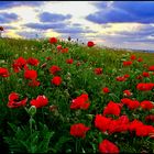 Helgoland - Mohnblumenwiese