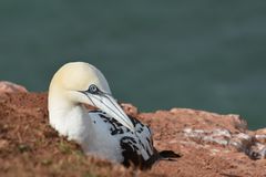 Helgoland Nachtrag 2