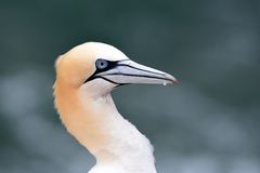 Helgoland Nachtrag 3