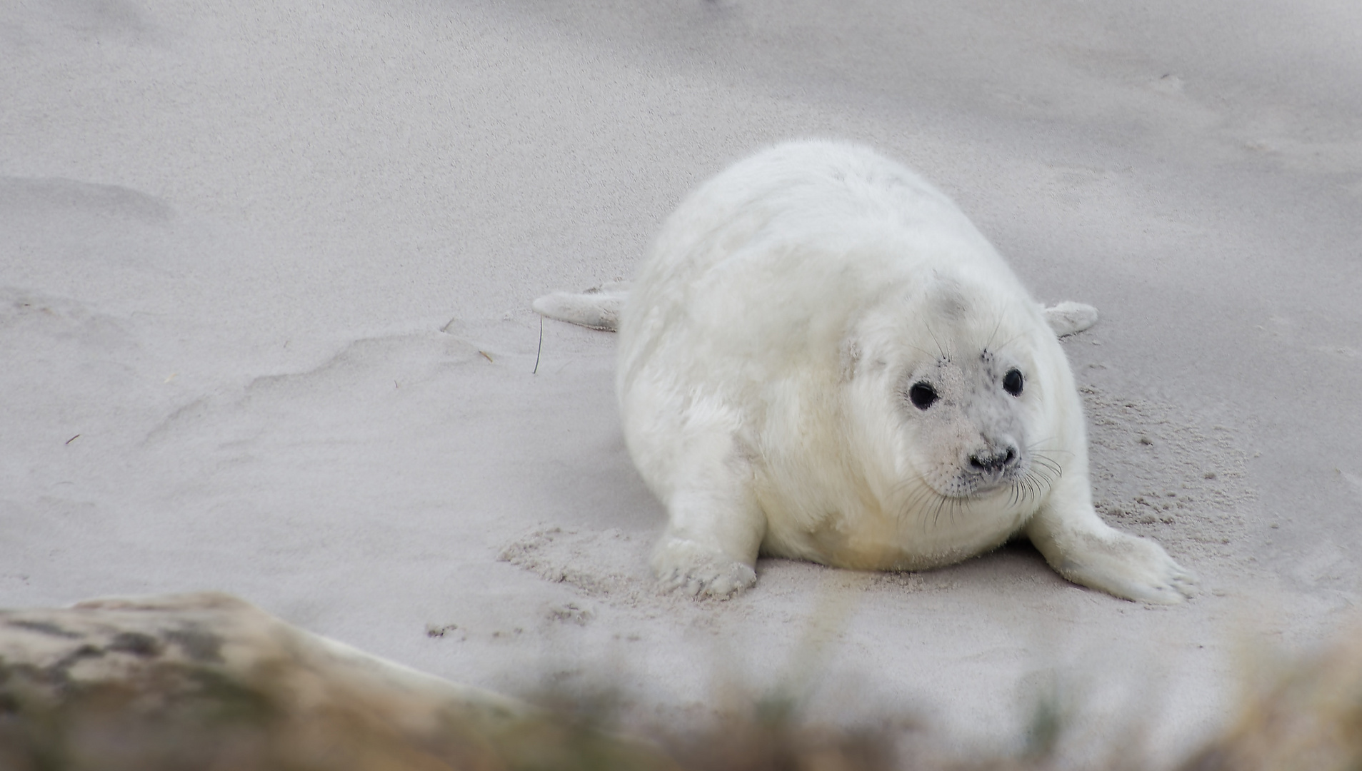 Helgoland: Noch ein Robbenbaby