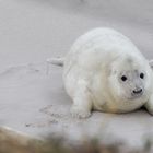 Helgoland: Noch ein Robbenbaby