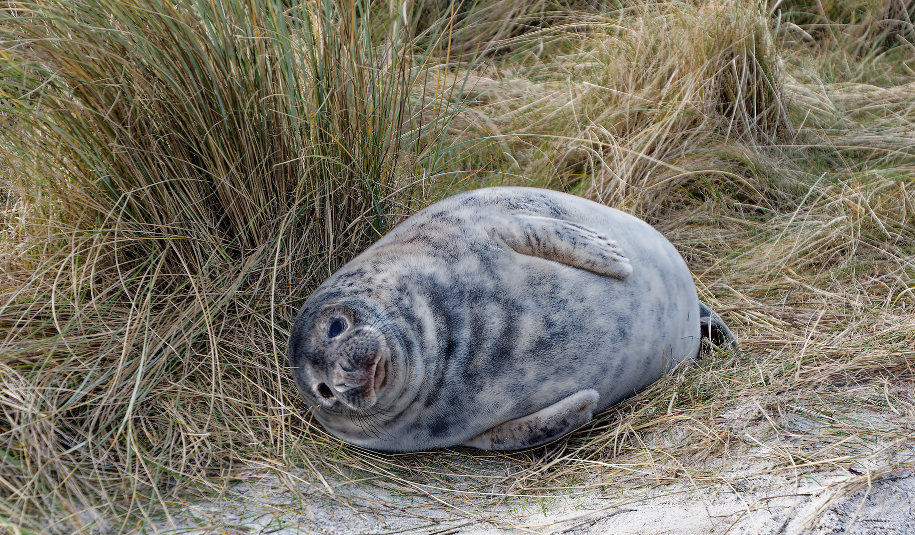 Helgoland: Noch ein Robbenbaby friedlich im Schilfgras