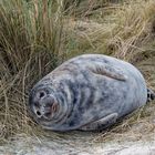 Helgoland: Noch ein Robbenbaby friedlich im Schilfgras