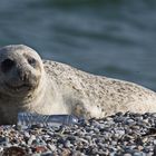 Helgoland Robbe