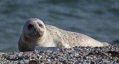 Helgoland Robbe