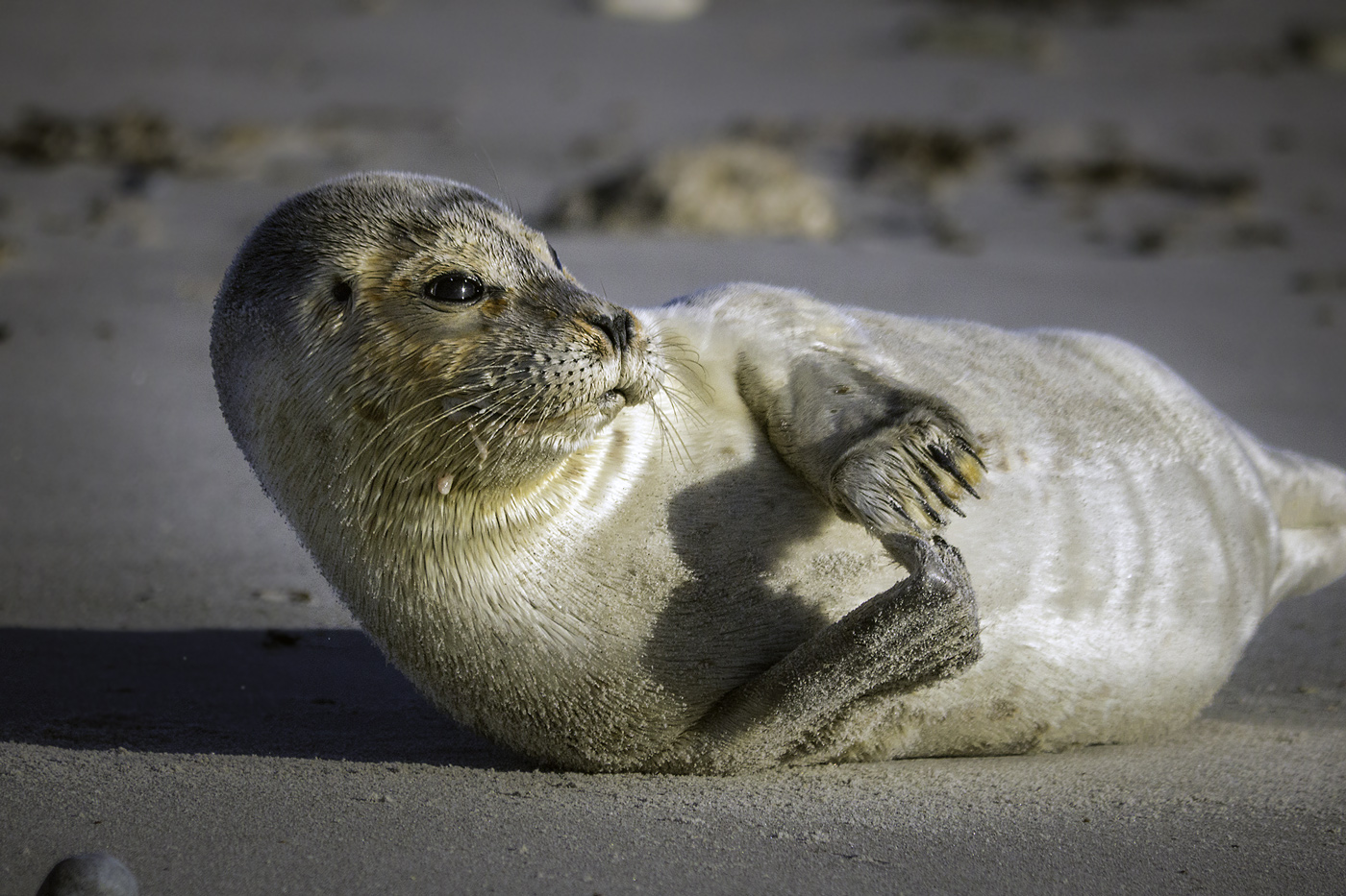 Helgoland Robben 2013