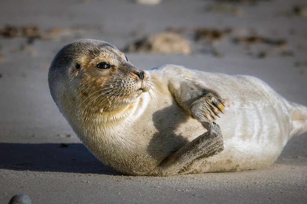 Helgoland Robben 2013