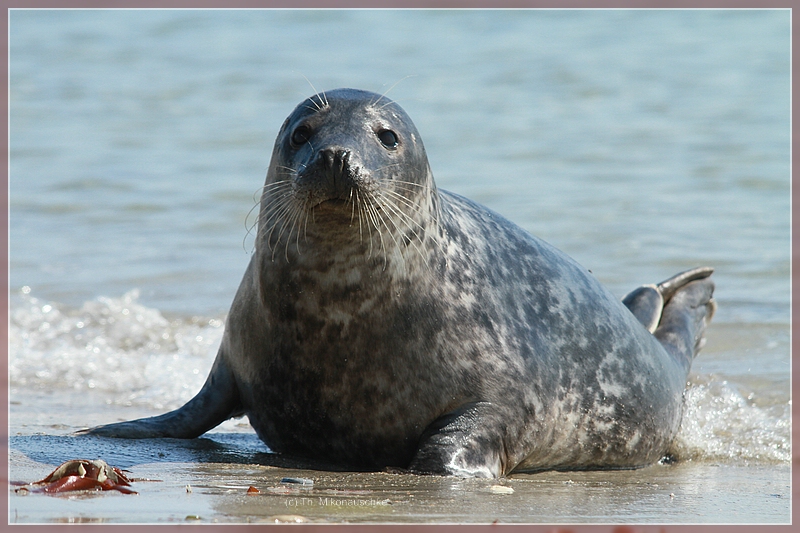 Helgoland Robben