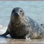 Helgoland Robben