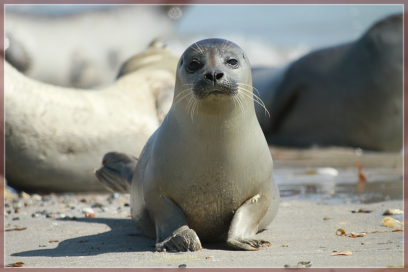 Helgoland Robbenbaby