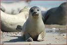 Helgoland Robbenbaby von Thomas Mikonauschke 